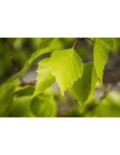 Sauna Fragrance Birch 2