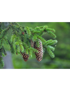 Sauna Fragrance Forest 2