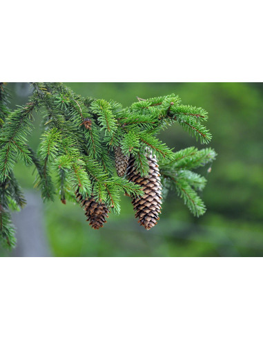 Sauna Fragrance Forest