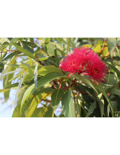 Sauna Fragrance Eucalyptus 2