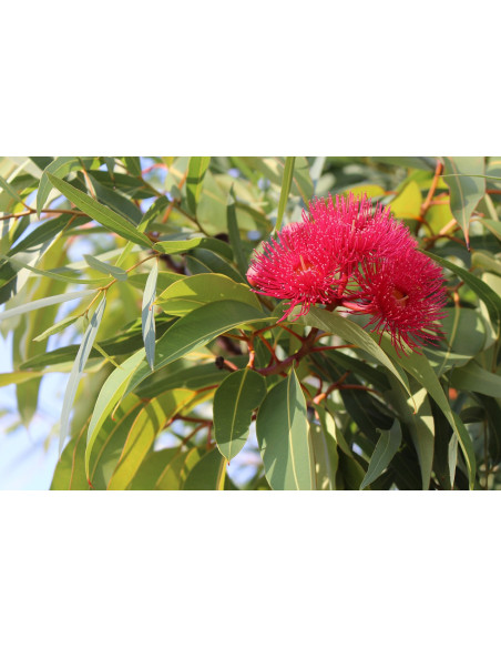 Sauna Fragrance Eucalyptus